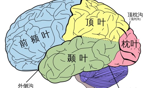 增肌食谱推荐-简单的增肌食物网- 增肌食谱 运动方法 方案知识,分享增肌食材